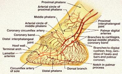 Blood supply in the equine foot!